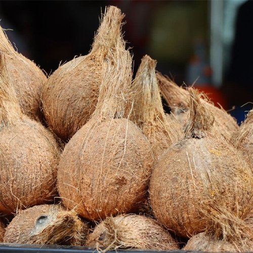 Semi Husked Coconut